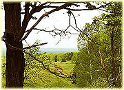 Woods